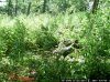 trail cam pics dons 2573.jpg