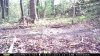 scrawny coyote on hill.jpg