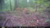2 fawn on hill.jpg