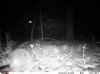 coon with luna moth flying.jpg