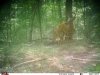 2 bucks in hollow.jpg