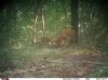 1 doe 2 fawn.jpg