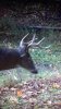 BUCK 3.jpg