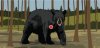 bear 4.jpg