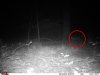 bobcat aug 15 2014.jpg