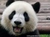 panda2.jpg