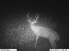 oak tree 2014 001.jpg