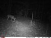 coyote-h.jpg
