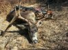 sloan archery buck.jpg