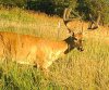 8-2-2014 #2 Hitlist Midridge Meadow cropped.jpg
