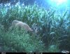 Cdy00104.jpg