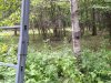 LadderstandStealthCam.jpg