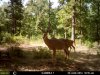 deer1.jpg
