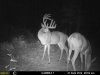 deer2.jpg