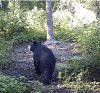Bear 2.jpg
