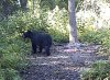 Bear 1.jpg