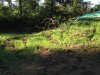 cabin grass.jpg