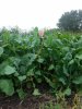 spring greens fall pic.jpg