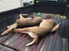 2 doe on 9-13-14.jpg