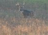 Great hunt 11-7-12 004.jpg