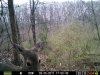 Trailcam 005.jpg