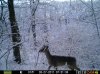 Trailcam 006.jpg