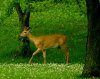 June Buck.jpg