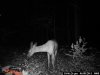 Trail Camera-Ellings 008.jpg