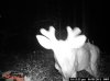 Trail Camera-Ellings 009.jpg