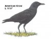 Crow.jpg