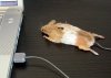 Mouse-Mouse.jpg