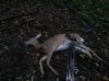 doe.jpg