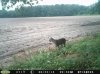 bobcat.jpg