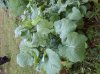 Rape plant 2.jpg
