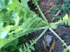 grounghog radish.jpg