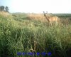 SUNP0841 - Copy.jpg