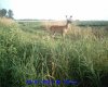 SUNP0850 - Copy.jpg