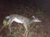 Croosbow Deer October 11 2014.jpg