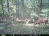 trailcam2014 043.jpg