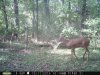 trailcam2014 047.jpg