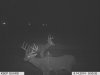 Trail cam pics 2014 034.jpg