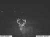 Trail cam pics 2014 038.jpg