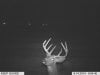 Trail cam pics 2014 049.jpg