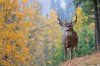 2053_1whitetail_deer39036d.jpg