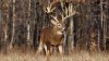 deer-252-1920x1080.jpg