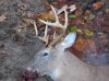 Deer 2014 008.jpg