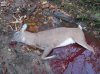 Deer 2014 009.jpg