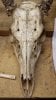 skull carvings etc aug 19 2014 025.jpg