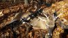 1st Buck.jpg