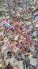 1st Buck Arrow.jpg